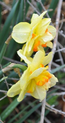 Narcissus_Tahiti_12__83535.jpg