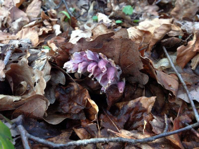 schuppenwurz_20120407_zg.jpg