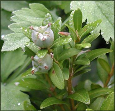 buxus_frucht.JPG