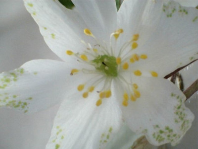 A.nemorosa3.jpg
