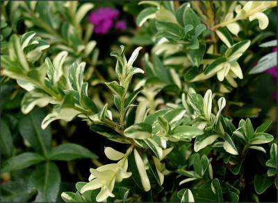Aurea_Pendula.JPG