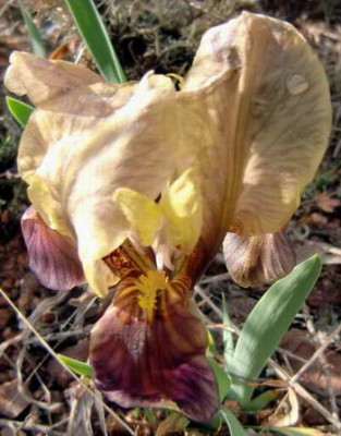 CIMG3681_.jpg