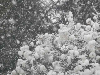 Magnolien_im_Schneegesto776ber.jpg