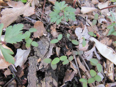 Anemone_blanda_Saemlinge_ue.jpg