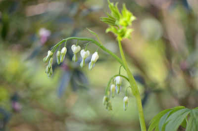 Dicentra-spectabilis-alba-Apr0812.jpg