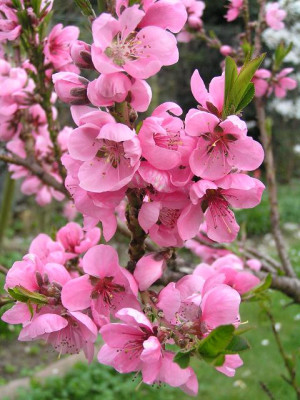 ostern12-4.jpg