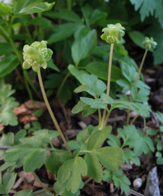 IMG_5284_Adoxa_moschatellina.jpg