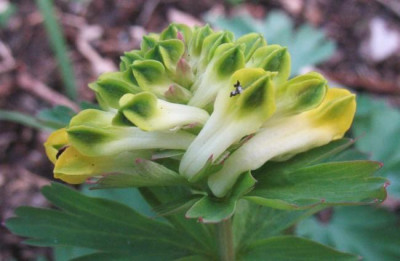 IMG_5272_Corydalis_nobilis.jpg