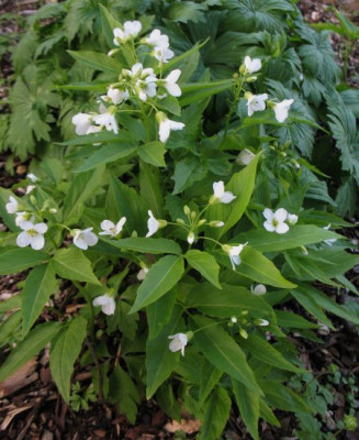 IMG_5285_Cardamine_waldsteinii.jpg
