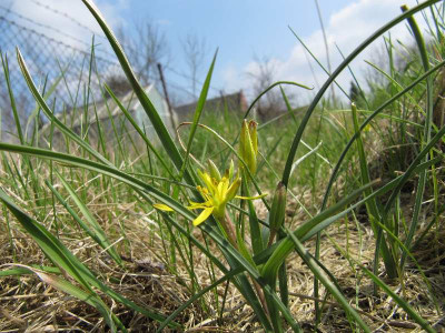 Gagea_120406.jpg