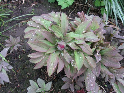 Mutterpflanze_Gartenpur.JPG
