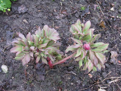 Nachzucht_1_4_Gartenpur.JPG