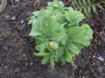 Nachzucht_1_3_Gartenpur.JPG