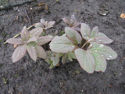Nachzucht_1_1_Gartenpur.JPG