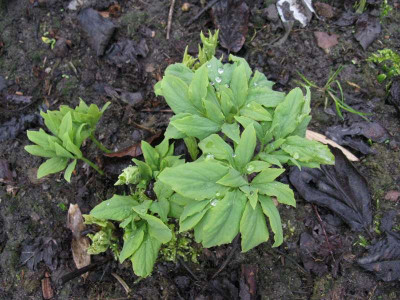 Nachzucht_1_2_Gartenpur.JPG