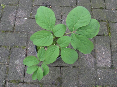 Nachzucht_2_Gartenpur.JPG