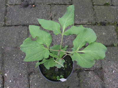 Nachzucht_3_2_Gartenpur.JPG