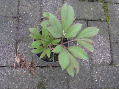 Nachzucht_3_1_Gartenpur.JPG
