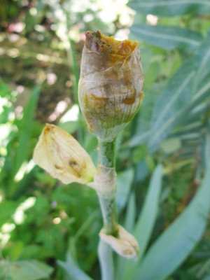 iris_leo_haven_verfault.jpg