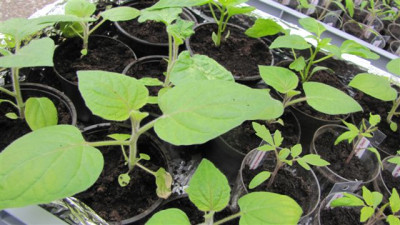 Physalis___.jpg