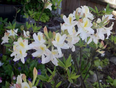 Rhododendron_Daviesii_2005-05-26.JPG