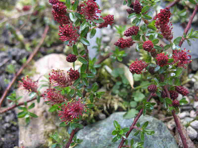 Salix_hylematica___8.4.12._001.jpg