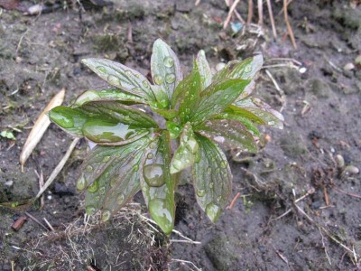 Rubra_Plena_Samling_Gartenpur.JPG