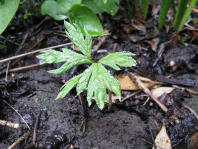 Paeonia_ludlowii_Samling_Gartenpur.JPG