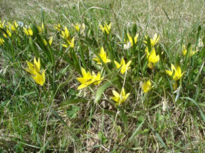 Tulipa_urumiensis2.jpg