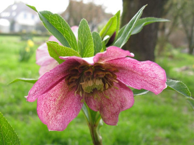Helleborus_anemonenblutig_Gartenpur.jpg