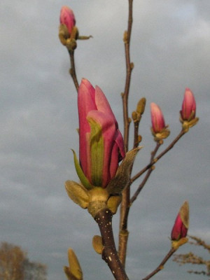 Magnolia_Susann_Gartenpur.jpg