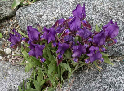 comp_Iris_attica_10.04.12.jpg