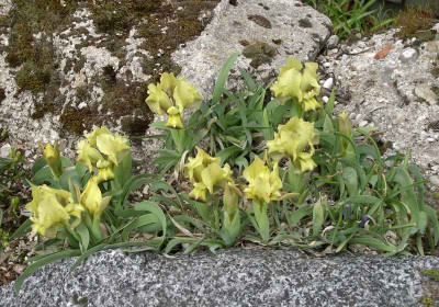 comp_Iris_suaveolens_10.04.12.jpg