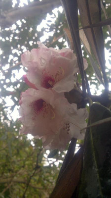 040420121805R.phaeochrysum_dryophyllum_-_Kopie.jpg