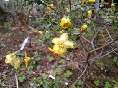 110420123175R._megeratum_Bodnant_-_Kopie.jpg