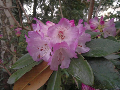110420123176R.campanulatum_Hobbie_-_Kopie.jpg