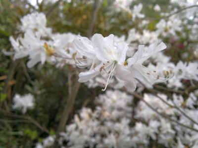 110420123180R._dilatatum_leucanthum_-_Kopie.jpg