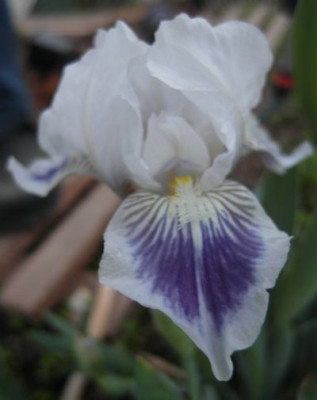 2569_iris.jpg