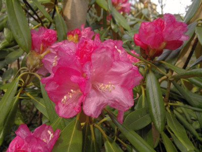110420123181R._degronianum_ssp._heptamerum_var._kyomaruense_-_Kopie.jpg