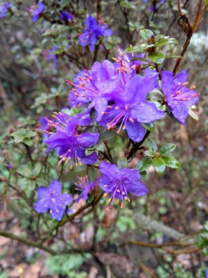 110420123182R._nitidulum_var._nitidulum_C.5107A_-_Kopie.jpg