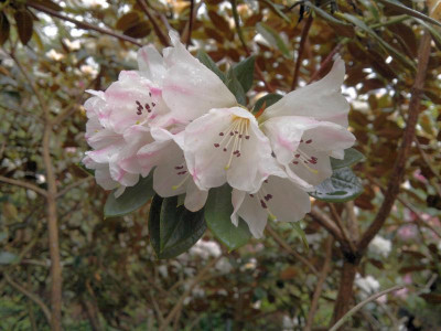 110420123183R._wasonii_var._wasonii_Rhododactylum_W.1876_-_Kopie.jpg