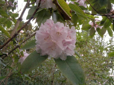110420123186R._vernicosum_Rhantum_-_Kopie.jpg