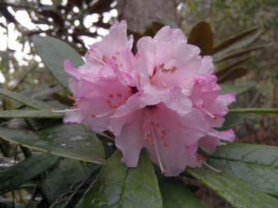 110420123188R.floribundum_C.5090_-_Kopie.jpg