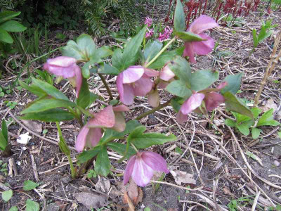 Helleborus_vital_120408.jpg