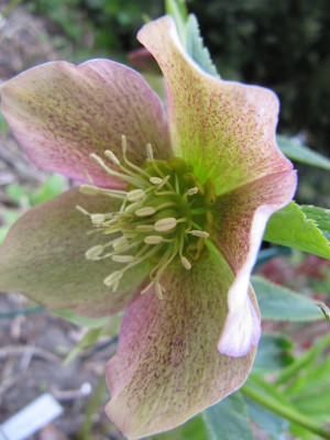 Helleborus_vital__2_120408.jpg
