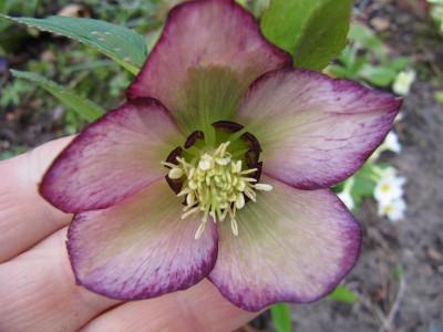 Helleborus_vital__3_120408.jpg