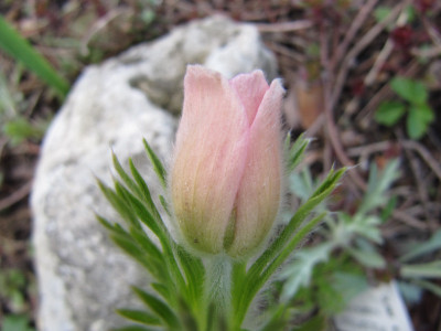 Pulsatilla_Rosa_Sarastro_120408.jpg