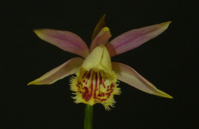 Pleione_Deriba_1000x500_80KB.jpg