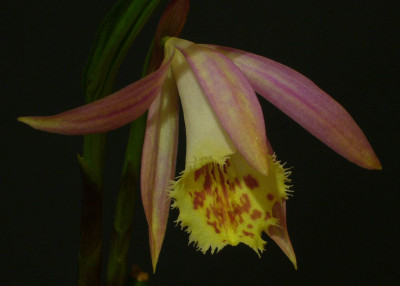 Pleione_Zeus_Weinstein_1500x1000_80KB.jpg