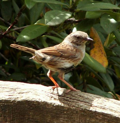 Prunella_modularis_-_Heckenbraunelle-jung_01.jpg